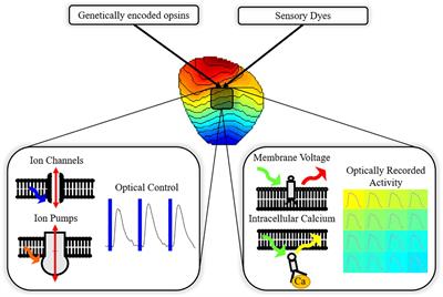 Cardiac Optogenetics and Optical Mapping – Overcoming Spectral Congestion in All-Optical Cardiac Electrophysiology